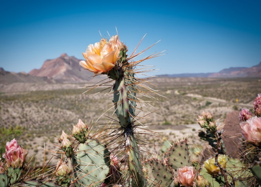 Photo of a desert flower